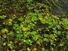 Nymphoides fallax