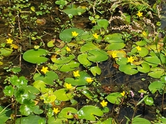 Nymphoides fallax