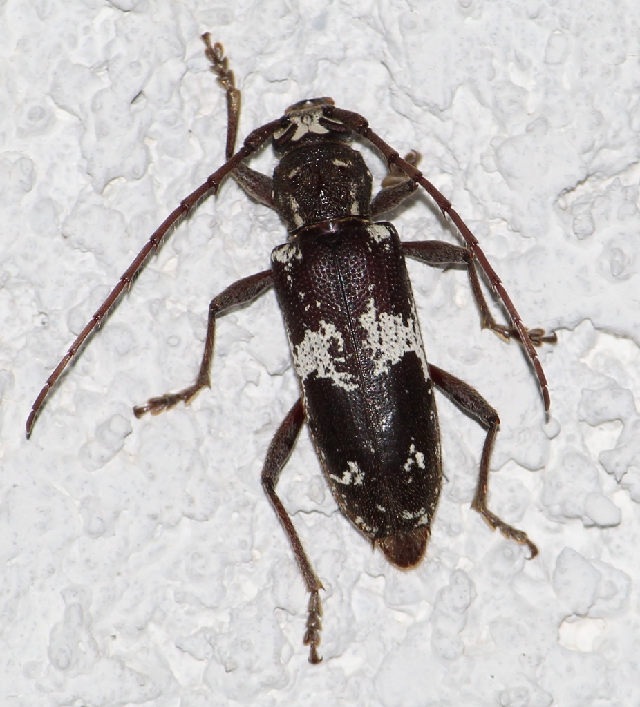 Enaphalodes taeniatus