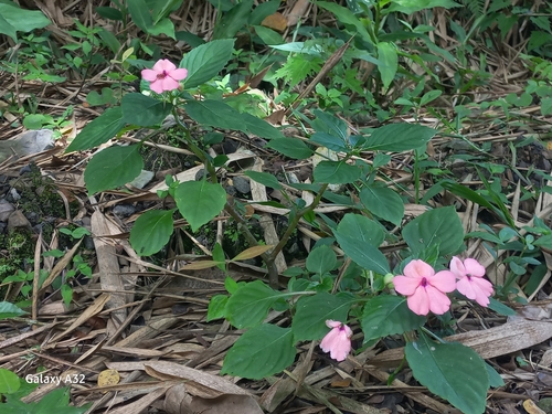 Impatiens plant photo (Impatiens walleriana)