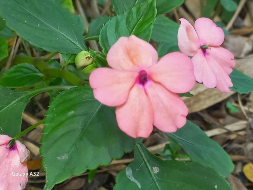Impatiens walleriana