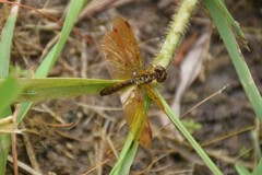 Perithemis tenera