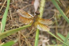Perithemis tenera