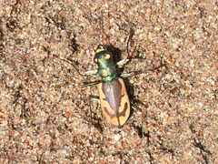 Cicindela theatina