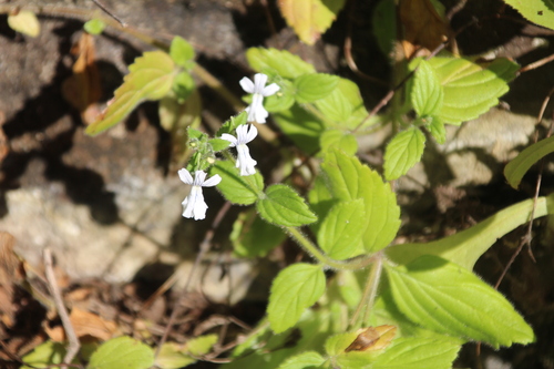 Nemesia rupicola