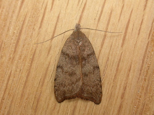 Tortricopsis euryphanella Meyrick, 1883