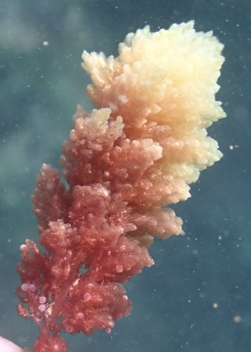 Asparagopsis taxiformis observed 2025-05-23