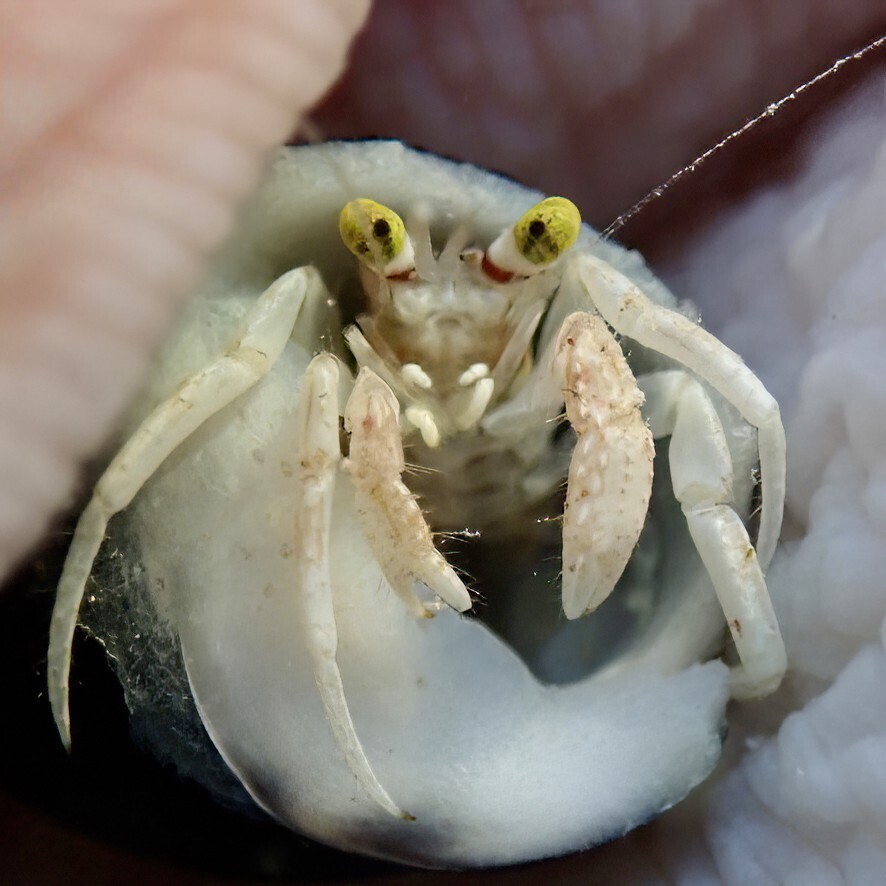 pale anemone hermit