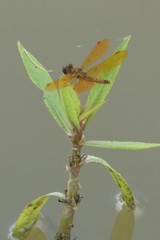 Perithemis tenera