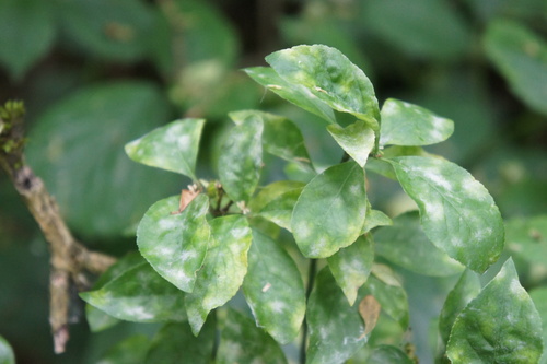 Erysiphe euonymi