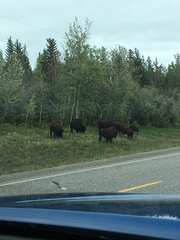 Bison bison athabascae