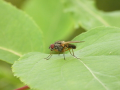 Coenosiinae