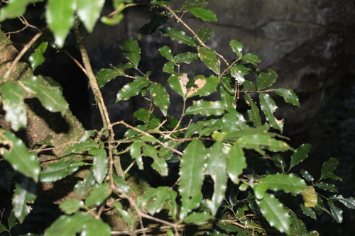 Cassipourea malosana (Cassipourea malosana)