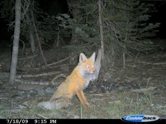 Vulpes vulpes necator