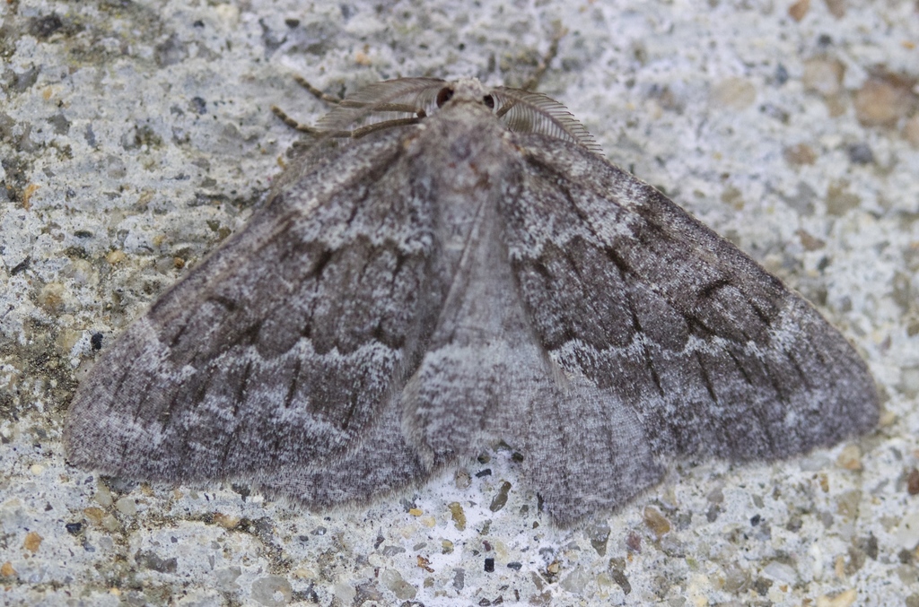 Nepytia lagunata