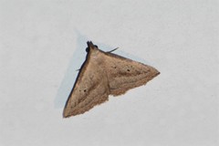 Macrochilo hypocritalis