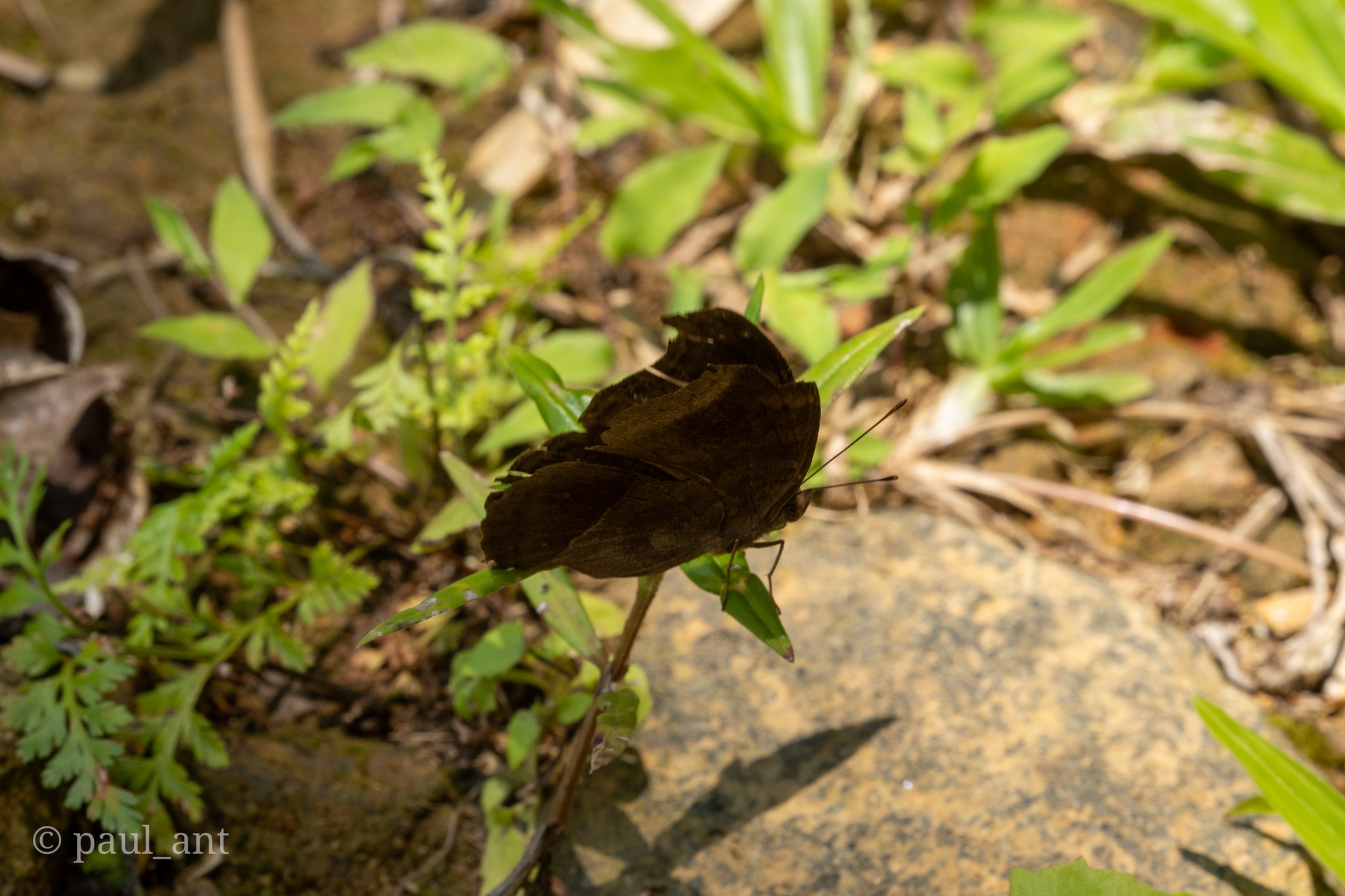Chocolate Pansy