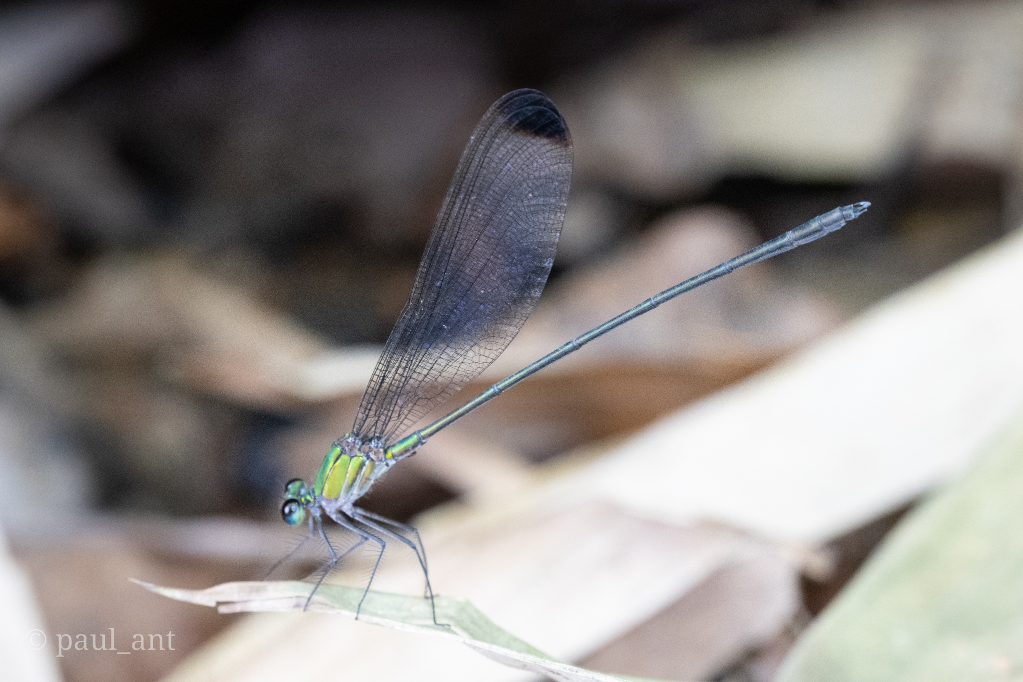 Black-Tip Flashwing