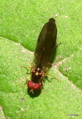 Baccha cognata