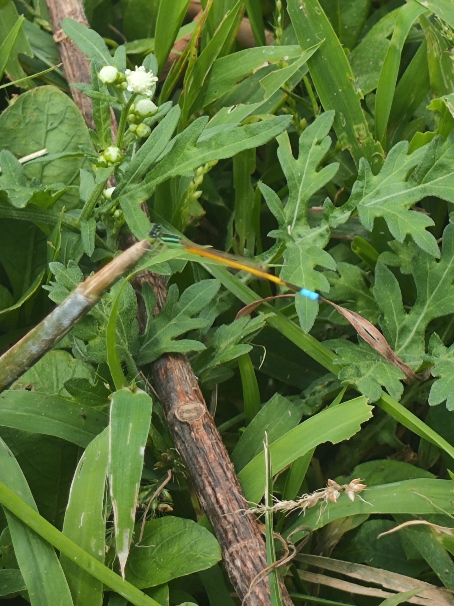 Golden Bluetail