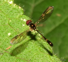 Baccha cognata