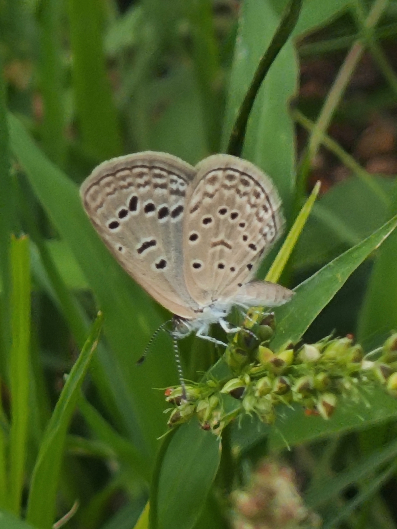 Dark Grass Blue