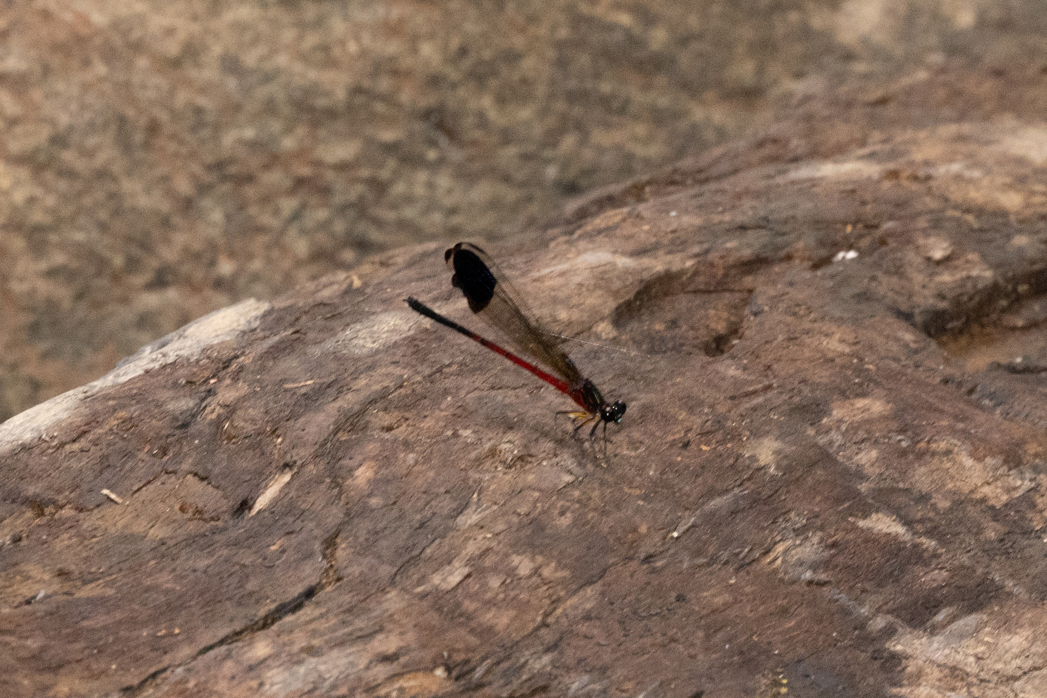 Nilgiri Satinwing
