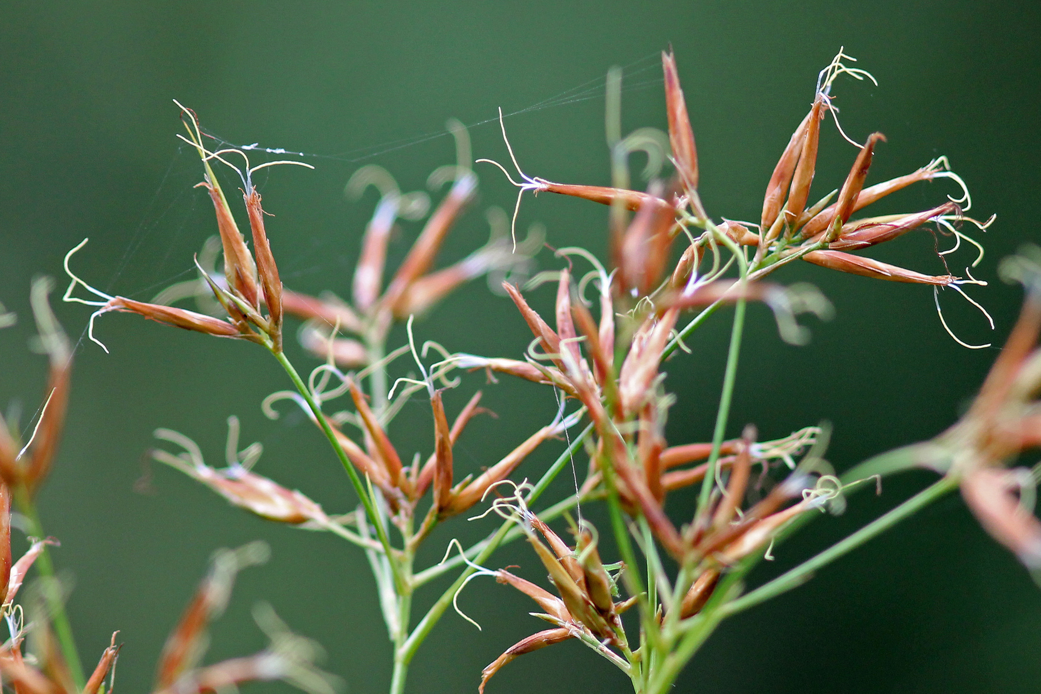 Rhynchospora