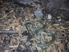 Hierophis viridiflavus carbonarius