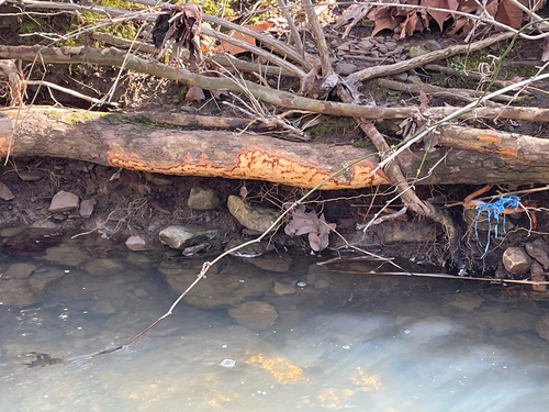 American Beaver photographed in Arkansas