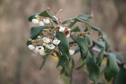 Bowkeria cymosa, photograph 3