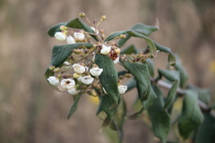 Bowkeria cymosa, photograph author not stated, no rights reserved