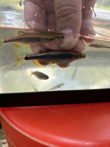 Sailfin shiner (Pteronotropis hypselopterus) — Cyprinidae — 5
