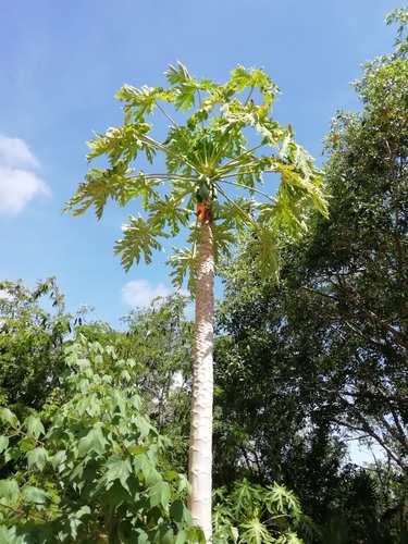 Capulín (Muntingia calabura)