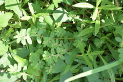 Euphorbia humistrata