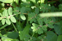 Euphorbia humistrata