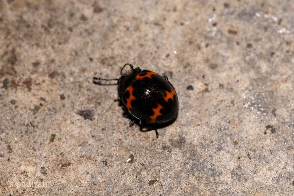 Beccariola cardoni