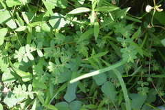 Euphorbia humistrata