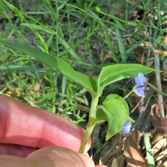 Commelina diffusa
