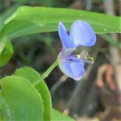 Commelina diffusa