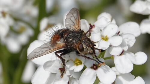 Tachina sacontala