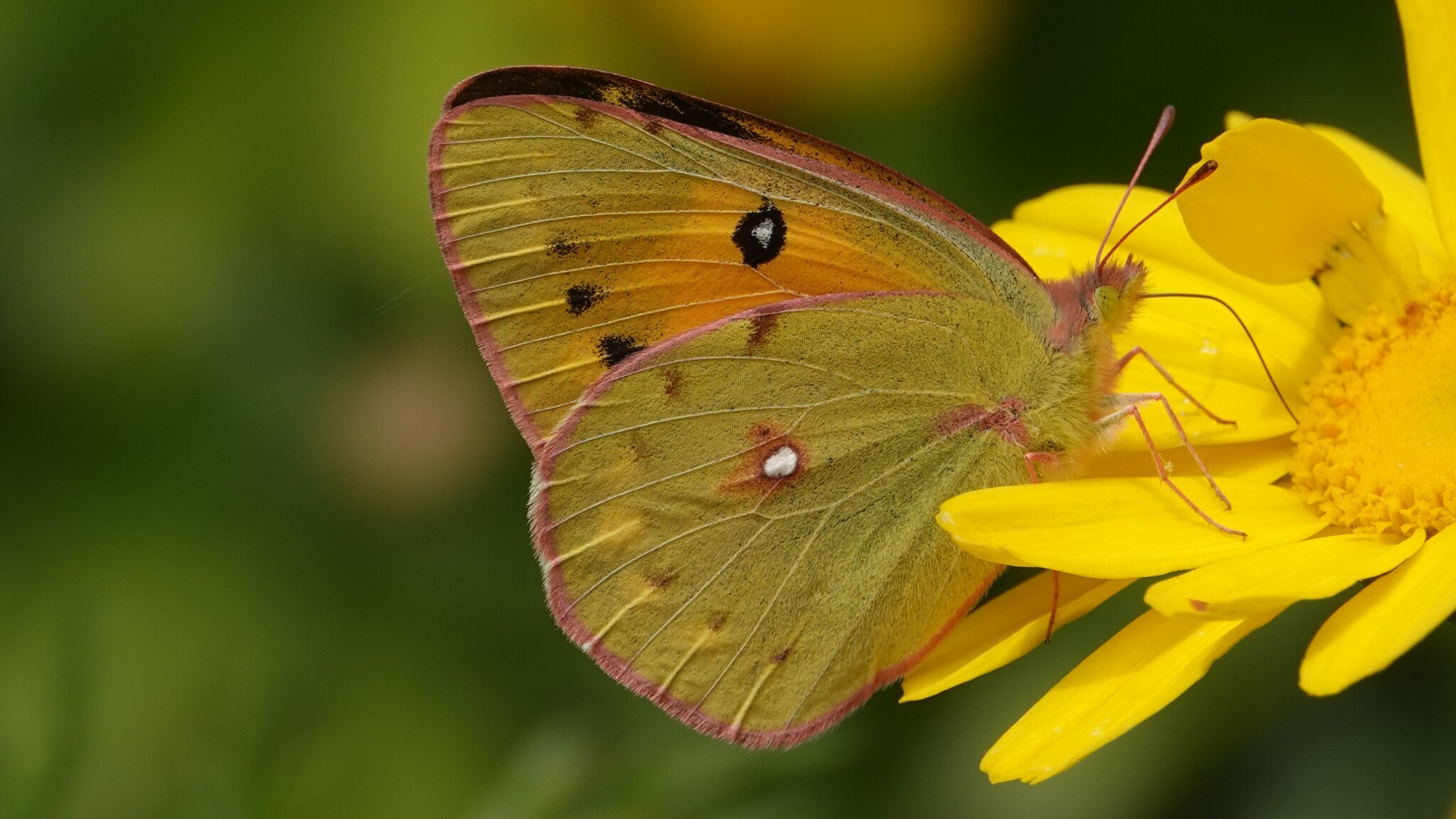 Dark Clouded Yellow