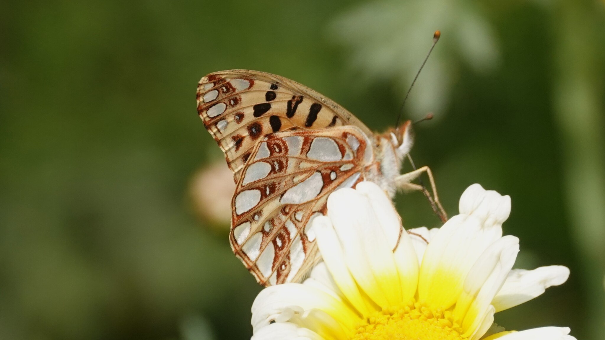 Himalayan Queen Fritillary