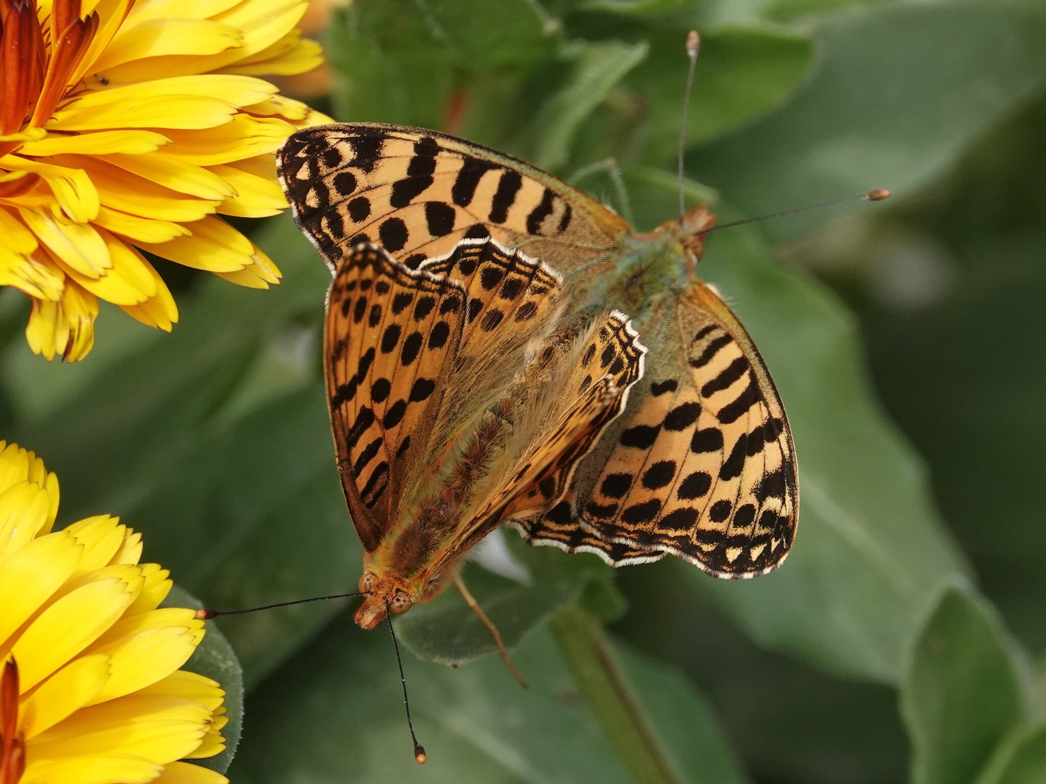 Himalayan Queen Fritillary