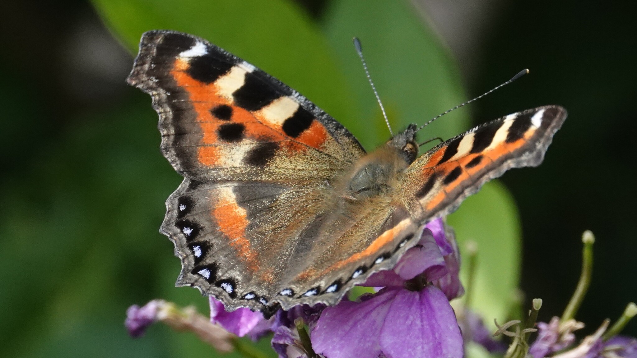 Indian Tortoiseshell