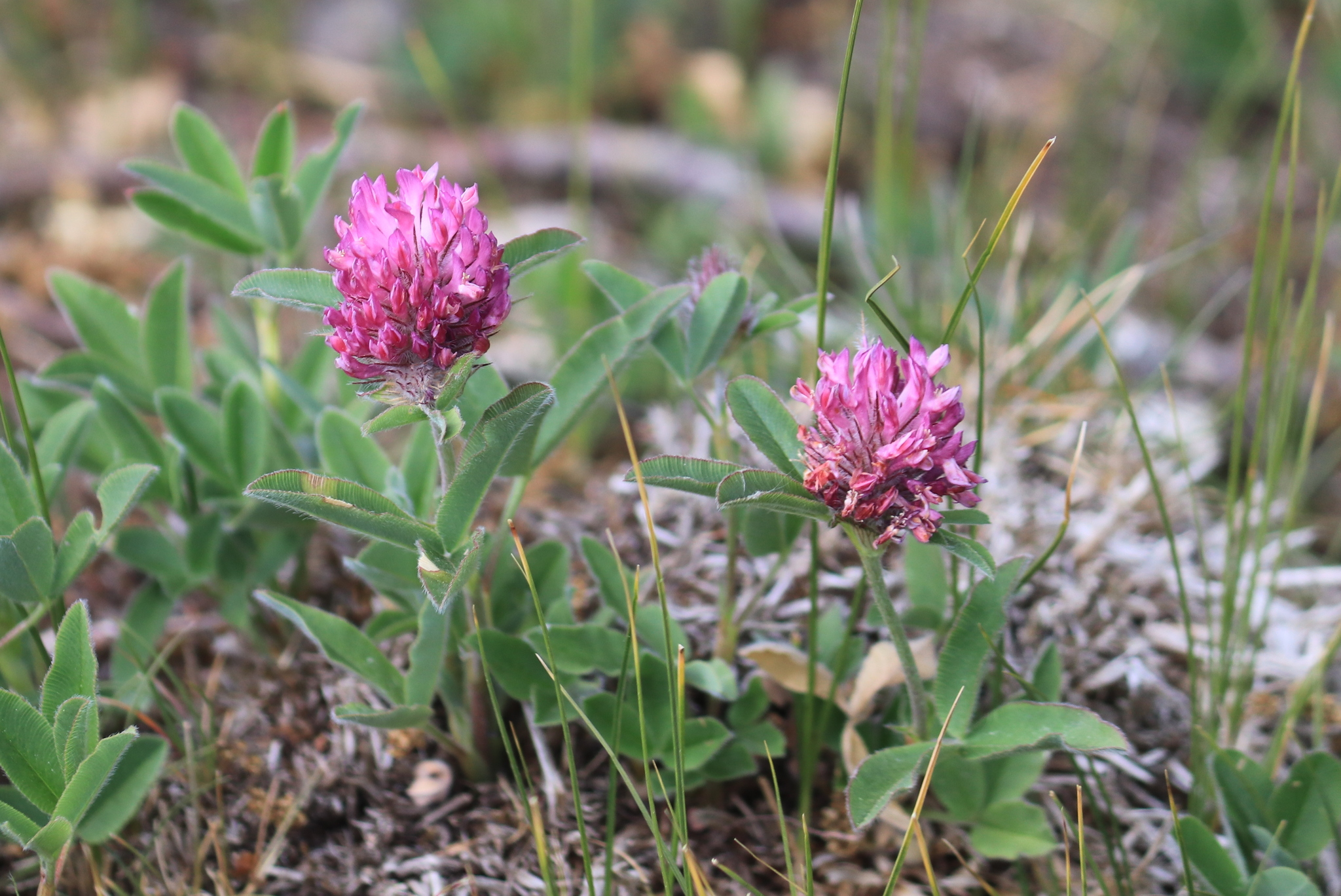 Trifolium alpestre