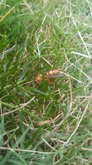Polistes apachus apachus