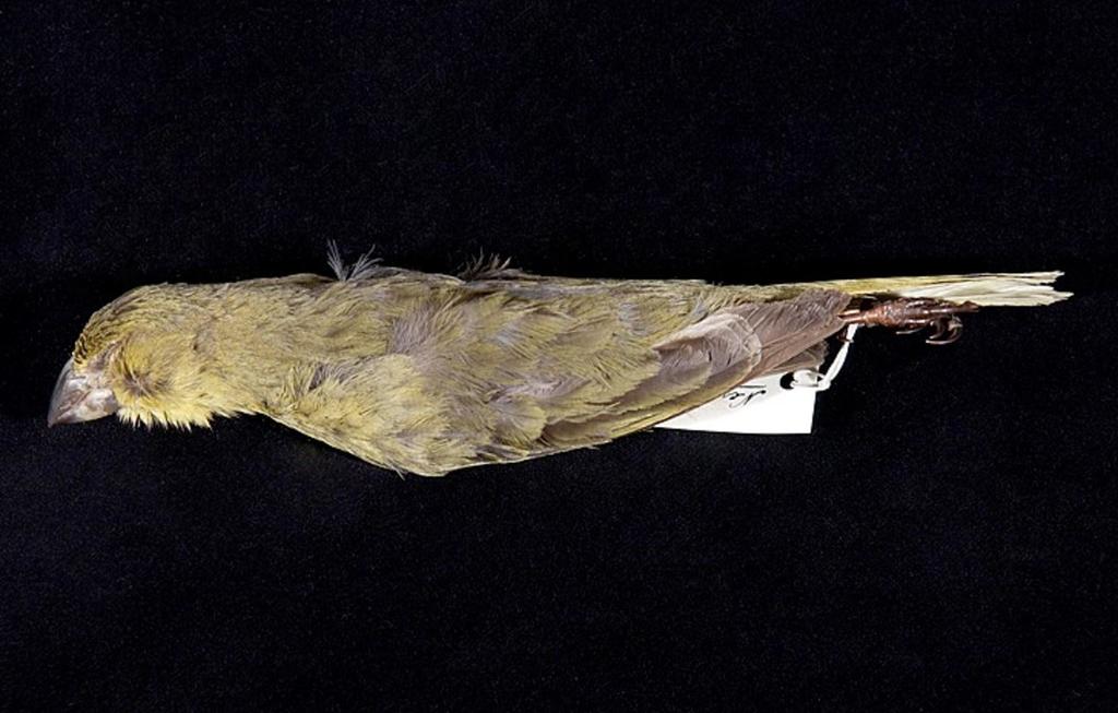 Wilkins's Finch photo