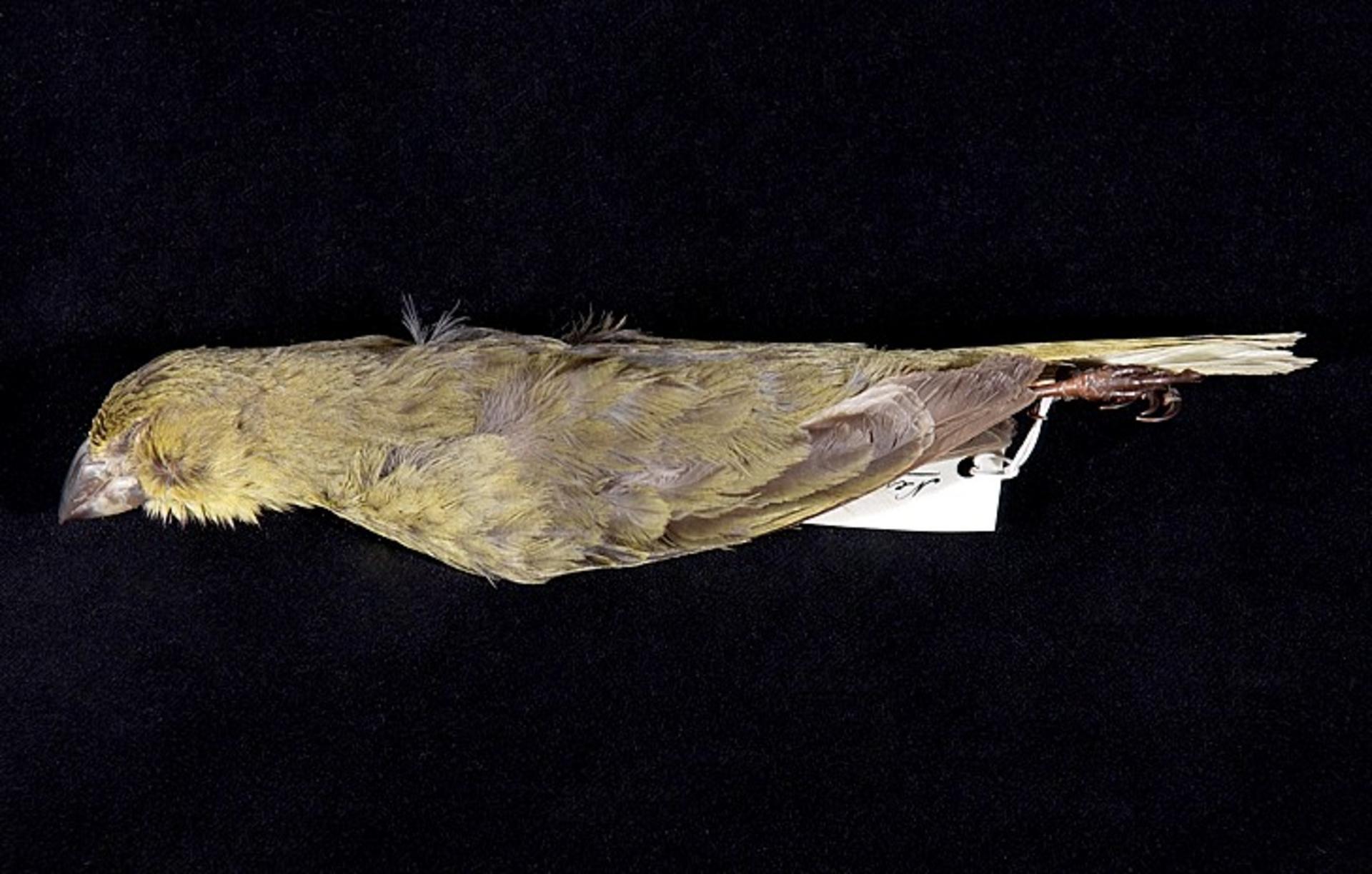 Wilkins's Finch illustration