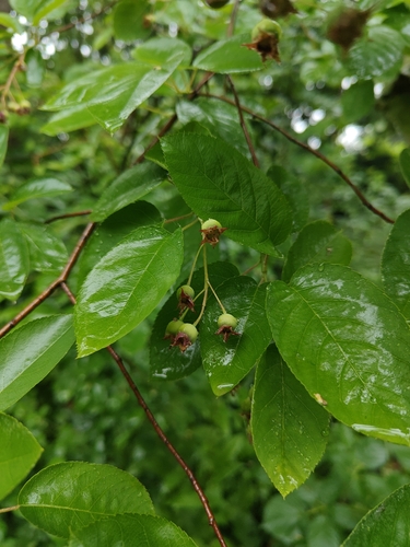 Apple Serviceberry (Amelanchier lamarckii)